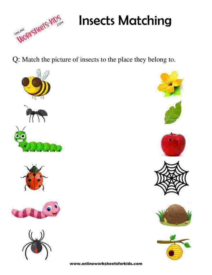 Insects Matching 1