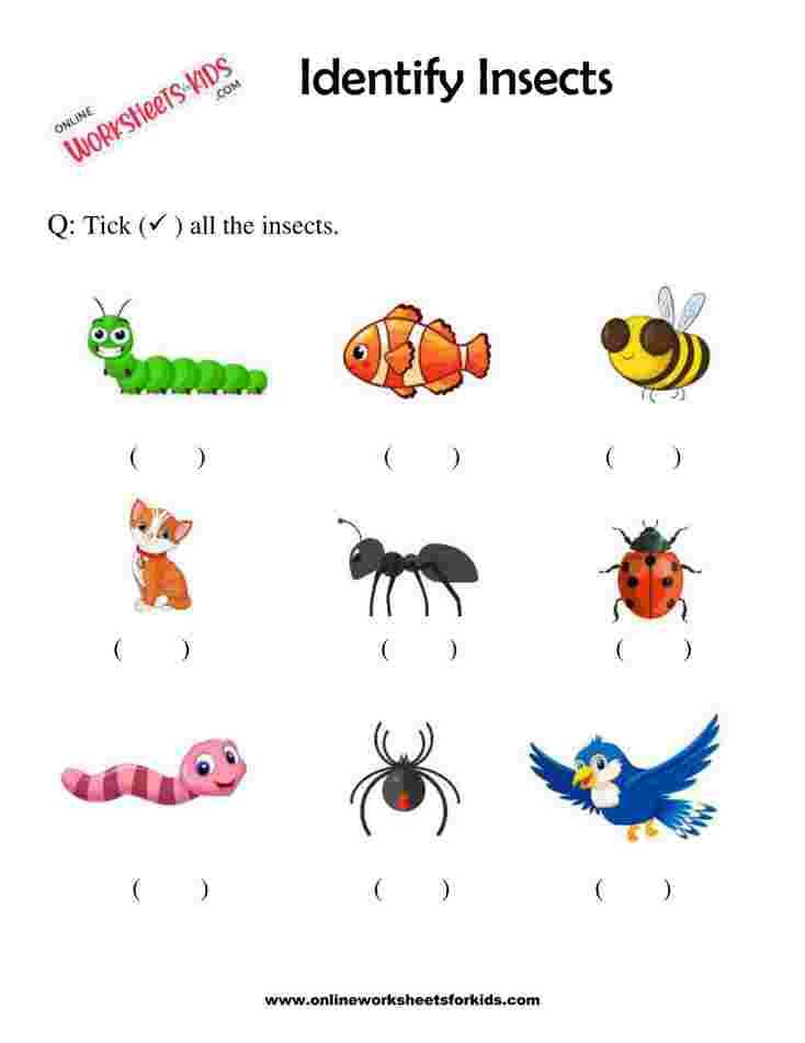 Insects Matching 1